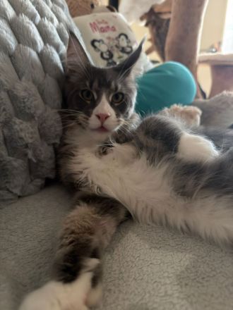 Reinrassige schöner xxl Main Coon Kater mit Stammbaum