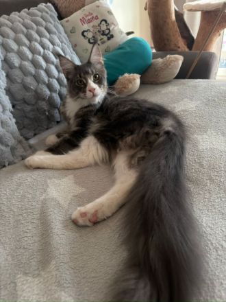 Reinrassige schöner xxl Main Coon Kater mit Stammbaum