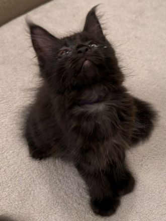 Reinrassige schöne Main Coon Kitten mit Stammbaum