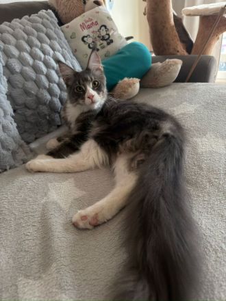 Reinrassige schöner xxl Main Coon Kater mit Stammbaum