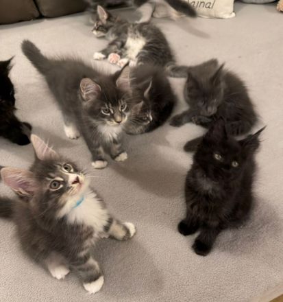 Reinrassige schöne Main Coon Kitten mit Stammbaum