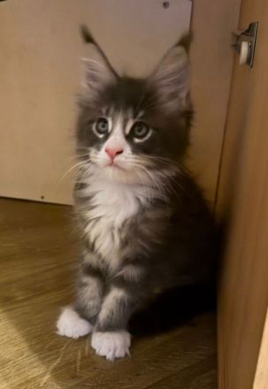 Reinrassige schöne Main Coon Kitten mit Stammbaum