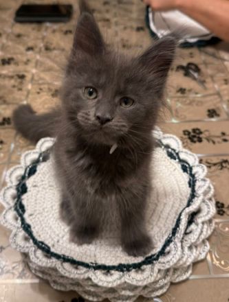 Reinrassige schöne Main Coon Kitten mit Stammbaum