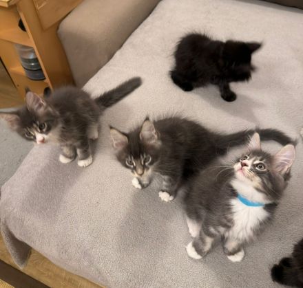 Reinrassige schöne Main Coon Kitten mit Stammbaum