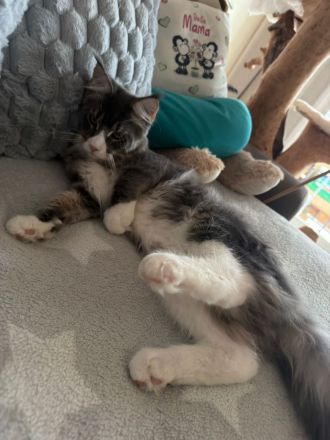 Reinrassige schöner xxl Main Coon Kater mit Stammbaum