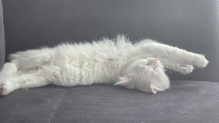 BLH super süß und lieb