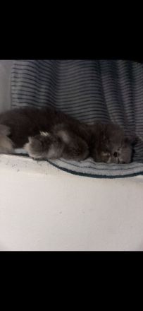 Unsere Luna sucht ein schönes zuhause