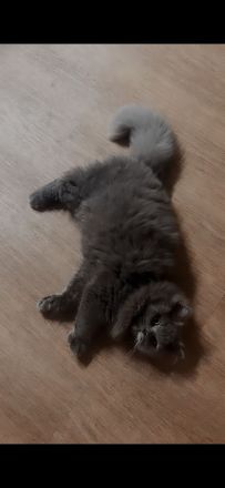 Unsere Luna sucht ein schönes zuhause