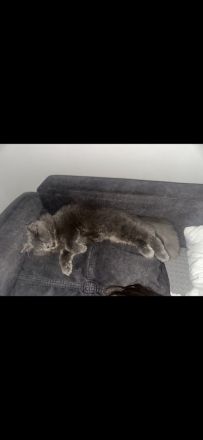 Unsere Luna sucht ein schönes zuhause