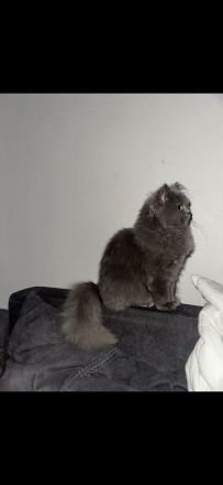 Unsere Luna sucht ein schönes zuhause