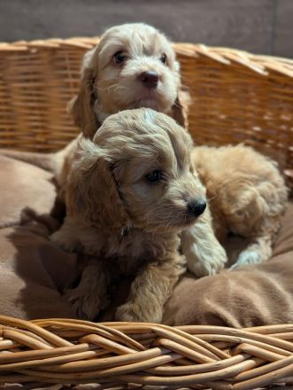 Süße Cockapoo Welpen suchen ein neues Zuhause