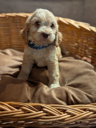 Süße Cockapoo Welpen suchen ein neues Zuhause