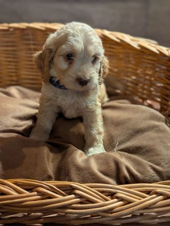Süße Cockapoo Welpen suchen ein neues Zuhause