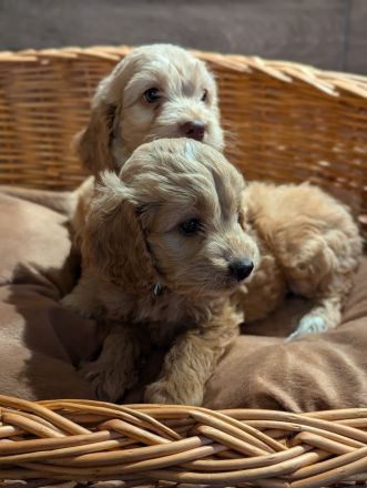 Süße Cockapoo Welpen suchen ein neues Zuhause