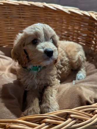 Süße Cockapoo Welpen suchen ein neues Zuhause