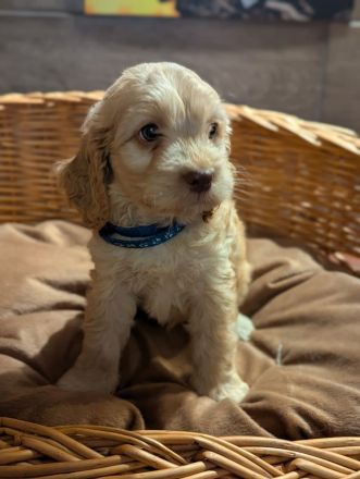 Süße Cockapoo Welpen suchen ein neues Zuhause