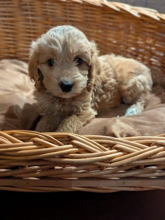 Süße Cockapoo Welpen suchen ein neues Zuhause