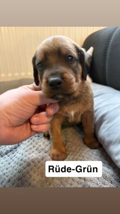 Süße beuaceron- Bullweiler Welpen