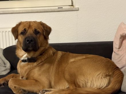 Süße beuaceron- Bullweiler Welpen