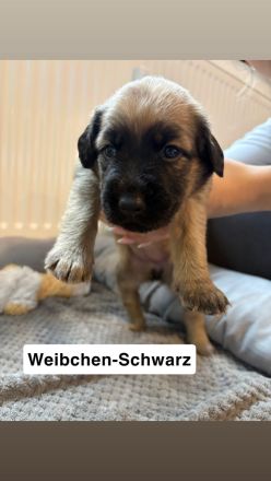 Süße beuaceron- Bullweiler Welpen