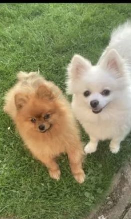 Pommeranien Welpen zu verkaufen