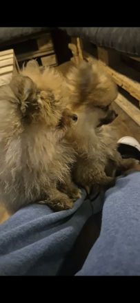 Pommeranien Welpen zu verkaufen