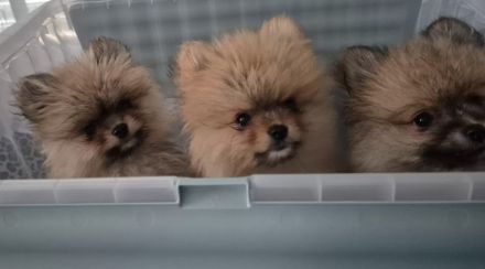 Pommeranien Welpen zu verkaufen