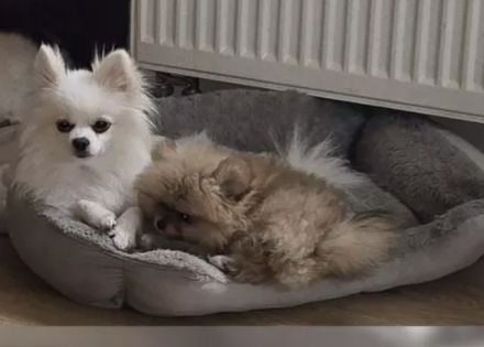 Pommeranien Welpen zu verkaufen