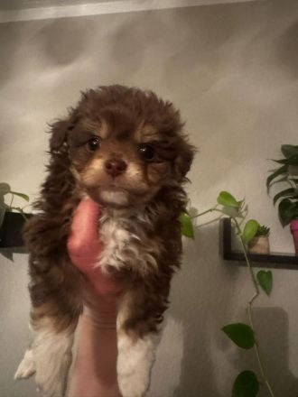 Chihuahua/Spitz Mischlings Welpen