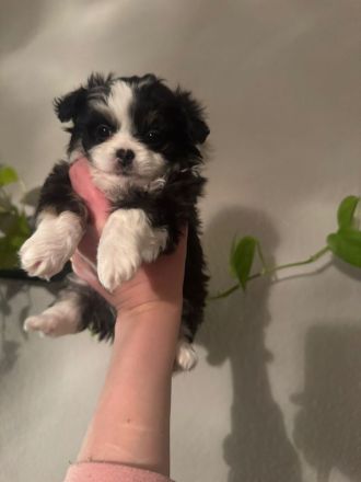 Chihuahua/Spitz Mischlings Welpen