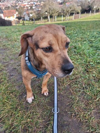 Sanfte Seelenfreundin Mathilda - ängstlich, aber unendlich treu und lieb