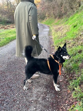 Notfall Aiko – ca. 6 Jahre, kastrierter Mischlingsrüde