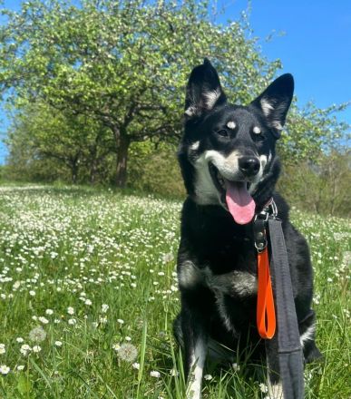 Notfall Aiko – ca. 6 Jahre, kastrierter Mischlingsrüde