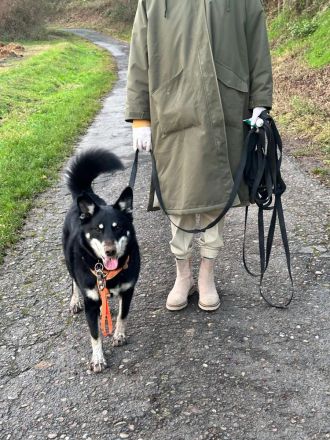 Notfall Aiko – ca. 6 Jahre, kastrierter Mischlingsrüde