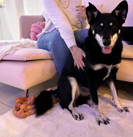 Notfall Aiko – ca. 6 Jahre, kastrierter Mischlingsrüde