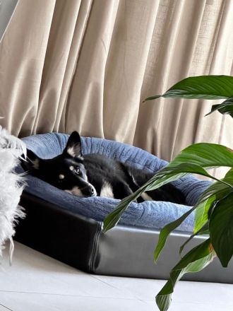 Notfall Aiko – ca. 6 Jahre, kastrierter Mischlingsrüde