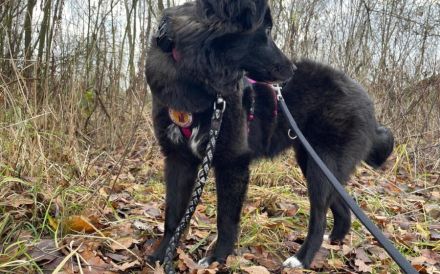 Wer kann der kleinen Frieda helfen?