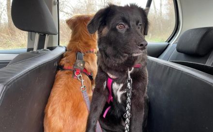 Wer kann der kleinen Frieda helfen?