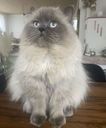 Wunderschöne Perser Kitten