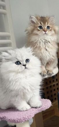 Wunderschöne Chinchilla Perser Kitten