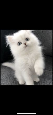 Wunderschöne Perser Kitten