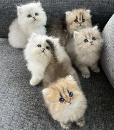 Wunderschöne Chinchilla Perser Kitten