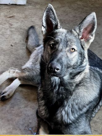 Außergewöhnliche Schäferhund-Welpen mit Wolfsgen abzugeben