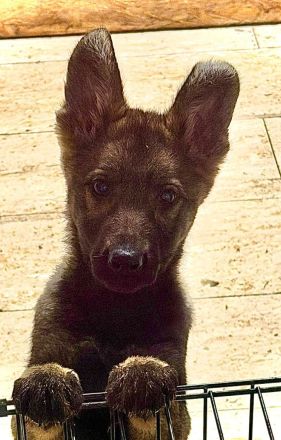 Außergewöhnliche Schäferhund-Welpen mit Wolfsgen abzugeben