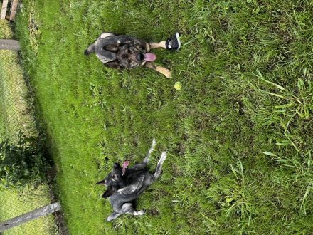 Außergewöhnliche Schäferhund-Welpen mit Wolfsgen abzugeben