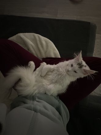 XXL Maine Coon Katze