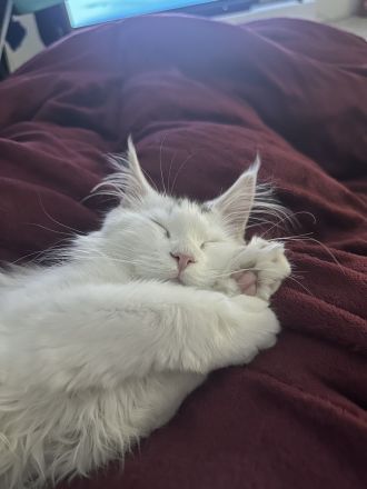 XXL Maine Coon Katze
