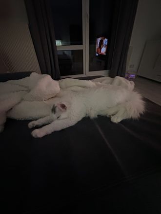 XXL Maine Coon Katze