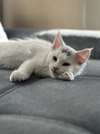 XXL Maine Coon Katze