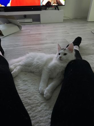 XXL Maine Coon Katze